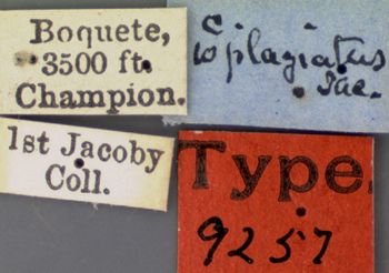 Media type: image;   Entomology 9257 Aspect: labels